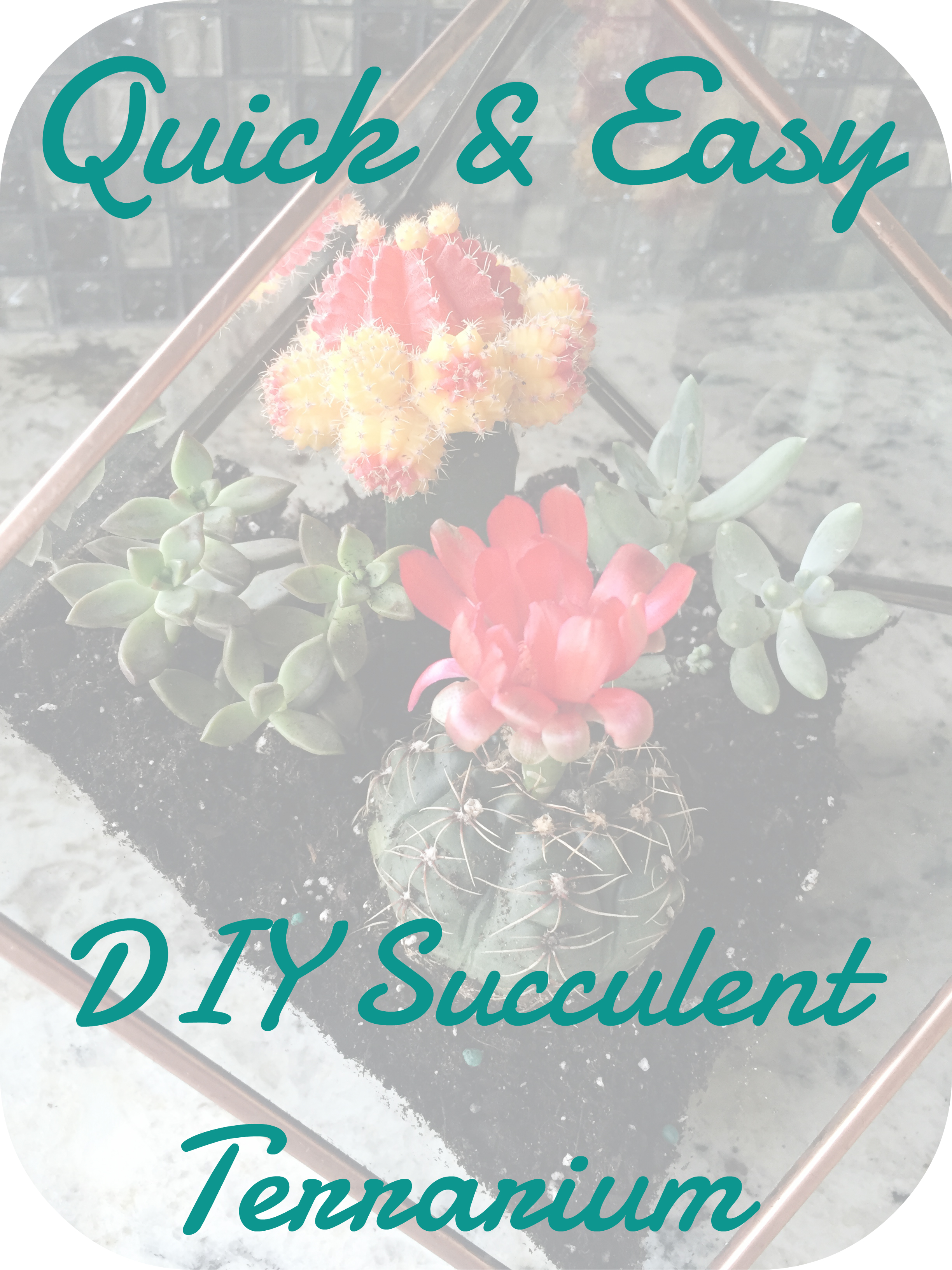 easy succulent terrarium diy, quick succulent terrarium diy, how to make succulent terrarium, lifestyle blogs, best female blogs, best lifestyle blogs