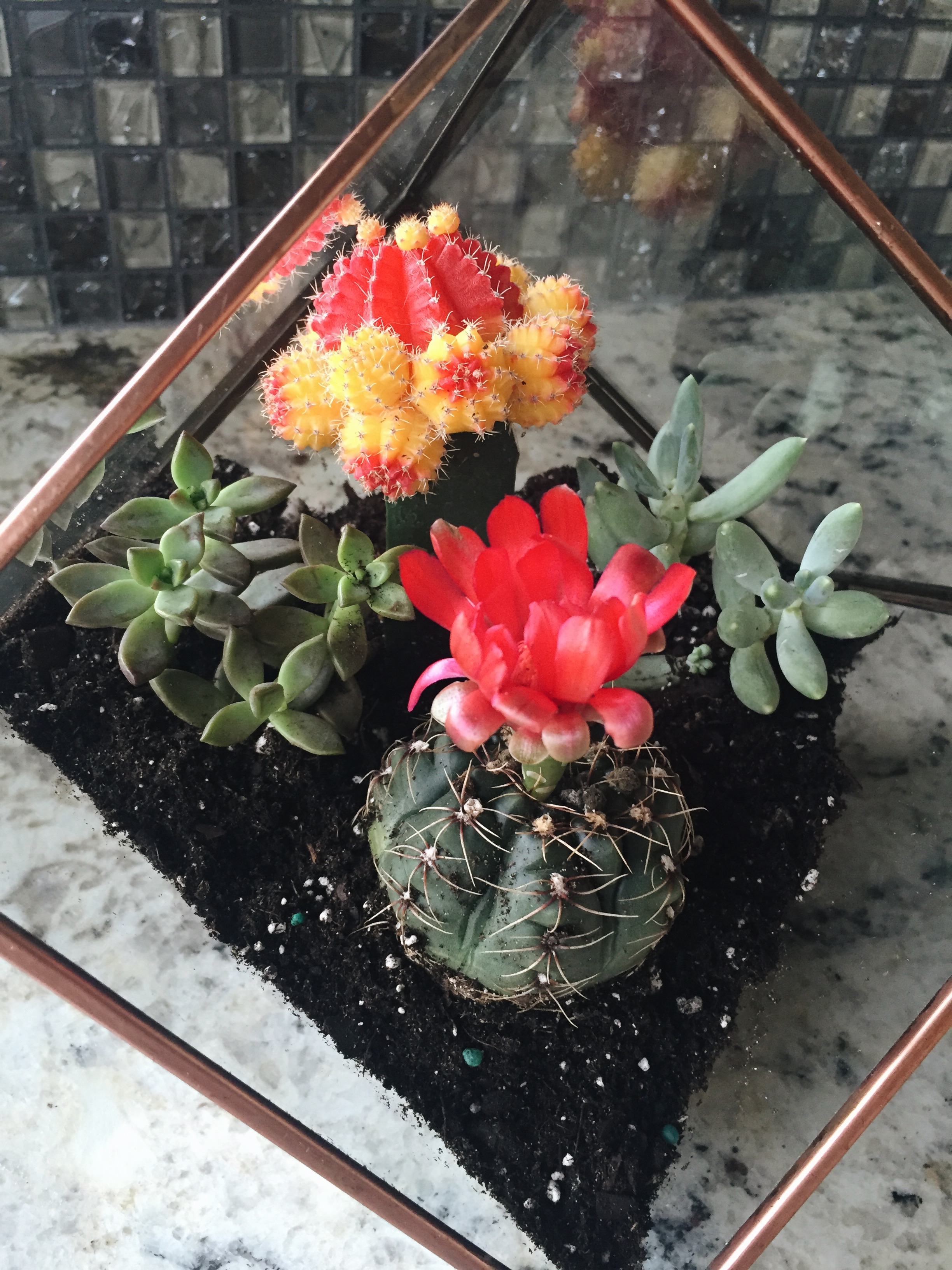 how to make a succulent terrarium, quick succulent terrarium diy, cute lifestyle blog, diy blogs