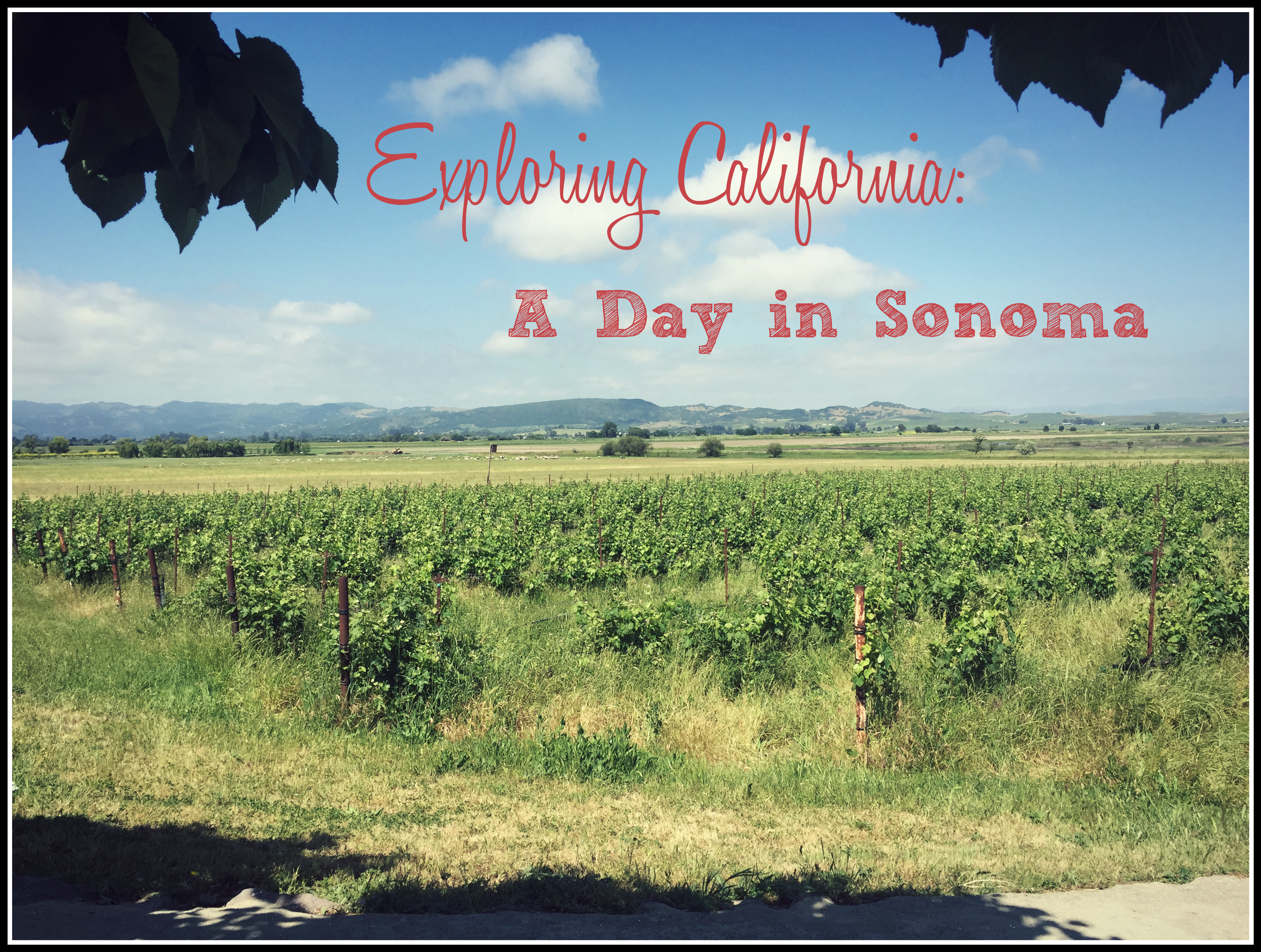 sonoma county pics, sonoma wineries, jacuzzi winery, wineries sonoma valley, wineries in sonoma, what to do in sonoma, travel pics sonoma, travel blogger pics, travel blog, top travel blog, top lifestyle blogs