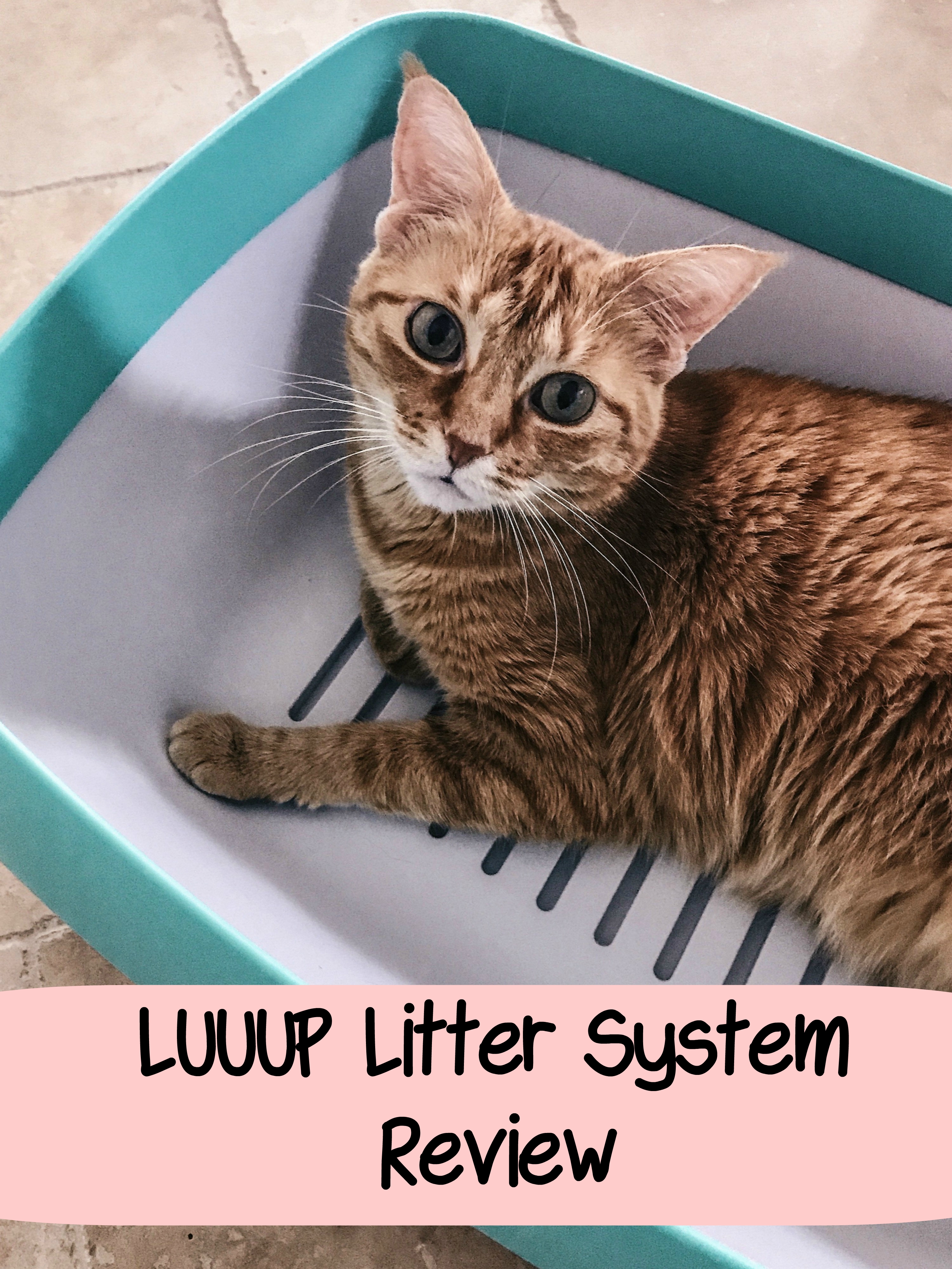 litter box review, luuup system, luuup reviews, best litter boxes, litter systems, best litter system